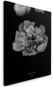 Gario Vászonkép Fekete-fehér bazsarózsa - Dmitry Belov Méret: 40 x 60 cm