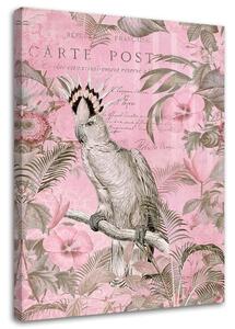 Gario Vászonkép Rózsaszín kakadu madár - Andrea Haase Méret: 40 x 60 cm