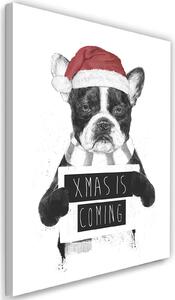 Gario Vászonkép Karácsonyi francia bulldog - Rykker Méret: 40 x 60 cm