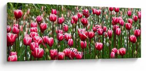 Tulipán képe (órával) (90x30 cm)