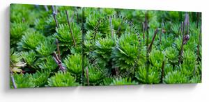 A pozsgás növények képe (órával) (90x30 cm)