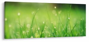 Kép - harmatos fű (120x50 cm)