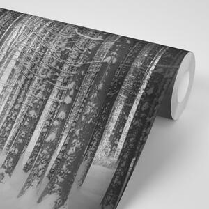 Öntapadó fotótapéta fekete fehér havas erdő