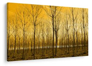 Kép - Faültetvény (90x60 cm)
