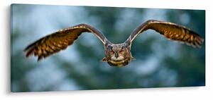 Kép - Bagoly repülés közben (120x50 cm)