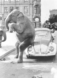 Fotográfia Elephant on VW, ca. 1950, exact place unknown, Cuba, Caribbean, Central America, 1950, (30 x 40 cm)