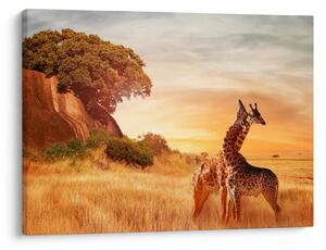 Kép - Zsiráfok Afrikában (70x50 cm)