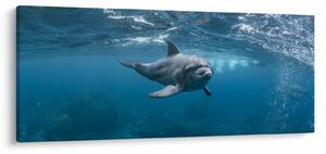 Kép - Delfin a felszín alatt (120x50 cm)