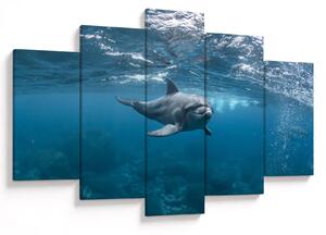 Kép - Delfin a felszín alatt (150x105 cm)
