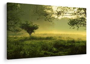 Kép - Ébredő erdő (90x60 cm)