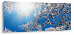Kép - Cseresznyevirág (120x50 cm)