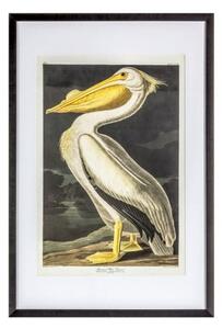 Endon Inquisitive Pelican Framed Art - ED-5059413411892