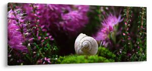 Kép - Csigaház (120x50 cm)
