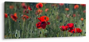 Kép - Rét mák virággal (120x50 cm)