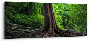 Kép - Öreg fa gyökere (120x50 cm)