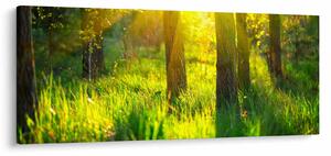 Kép - Az erdő tavaszi ébredése (120x50 cm)