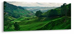 Kép - Teaültetvények Malajziában (120x50 cm)