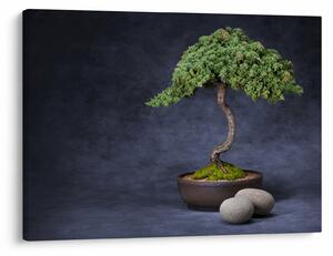 Kép - Bonsai (70x50 cm)