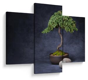 Kép - Bonsai (90x60 cm)