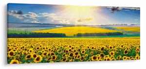 Kép - Napraforgó mező (120x50 cm)