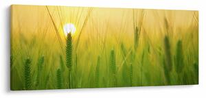 Kép - Mező gabonával (120x50 cm)