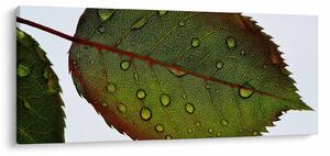 Kép - Rózsalevél (120x50 cm)