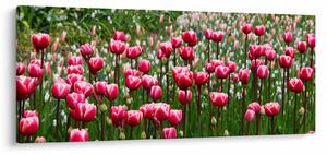 Tulipán képe (120x50 cm)