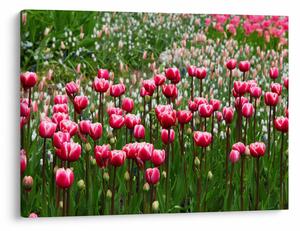 Tulipán képe (70x50 cm)