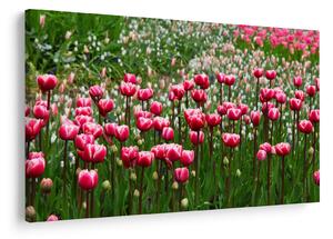 Tulipán képe (90x60 cm)