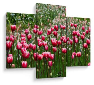 Tulipán képe (90x60 cm)