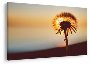 Egy pitypang képe naplementekor (90x60 cm)