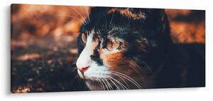 Kép - A macska látképe (120x50 cm)