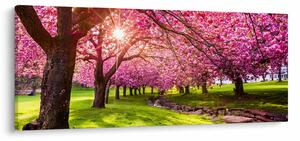 A virágzó cseresznye képe, Hurd Park, Dover, New Jersey (120x50 cm)