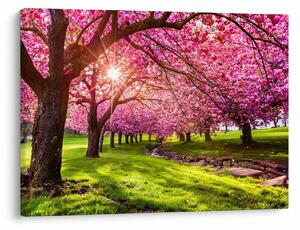 A virágzó cseresznye képe, Hurd Park, Dover, New Jersey (70x50 cm)