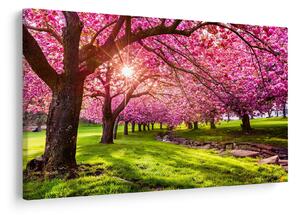 A virágzó cseresznye képe, Hurd Park, Dover, New Jersey (90x60 cm)