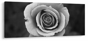 Egy rózsa képe (120x50 cm)
