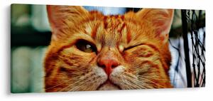 Egy pislogó macska képe (120x50 cm)