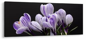 Kép - Lila krókuszok (120x50 cm)
