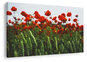 A pipacsok képe a szélben (90x60 cm)