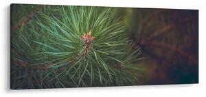 Kép - Fenyőfa részlete (120x50 cm)