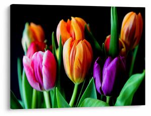 Tulipánok képe fekete alapon (70x50 cm)