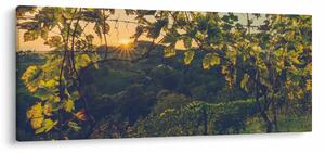 Kép - szőlőültetvény (120x50 cm)