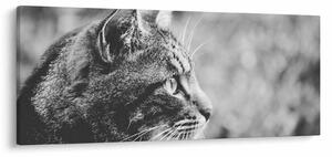 Kép - Macska (120x50 cm)