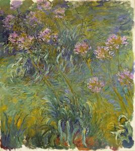 Claude Monet - Festmény reprodukció Agapanthus, 1914-26, (35 x 40 cm)