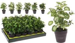 MŰNÖVÉNY CSEREPES 20CM 6F