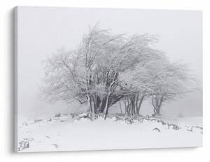 Kép - fehér tél (70x50 cm)