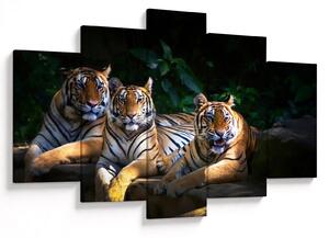 Kép - Tigris testvérek (150x105 cm)
