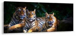 Kép - Tigris testvérek (120x50 cm)