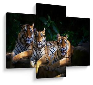 Kép - Tigris testvérek (90x60 cm)