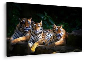 Kép - Tigris testvérek (90x60 cm)